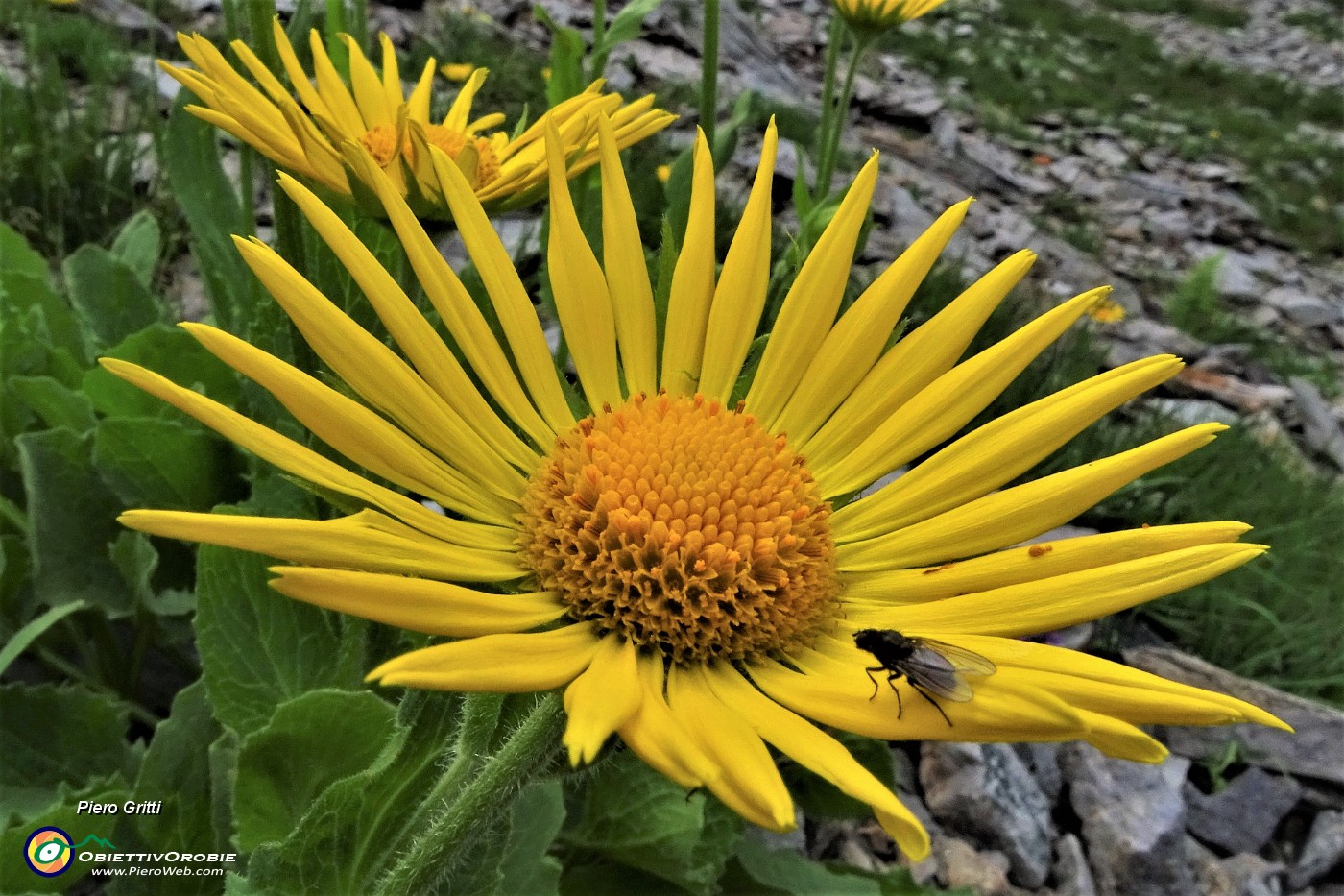 60 Doronico dei macereti (Dornicum grandiflorum) con ospite.JPG